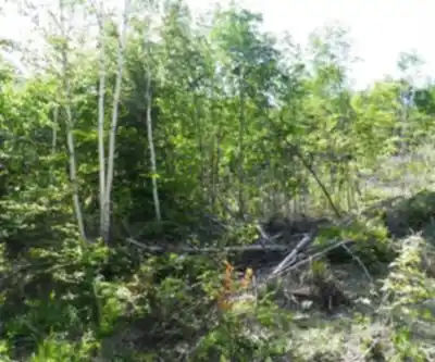 Mount Chase, Maine hiking trail - natural landscape