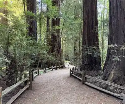 Mount Hermon, California hiking trail - natural landscape