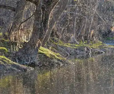 Fanshawe Park Rd E hiking trail - natural landscape
