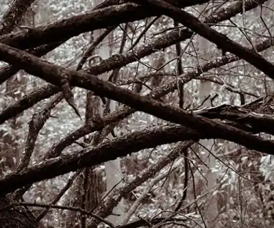 Whippoorwill Park hiking trail - natural landscape