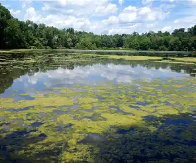 Angle Fly Preserve hiking trail - natural landscape
