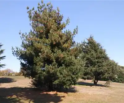 Owl's Head Park hiking trail - natural landscape