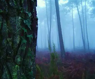 Parc naturel régional des Landes de Gascogne hiking trail - natural landscape