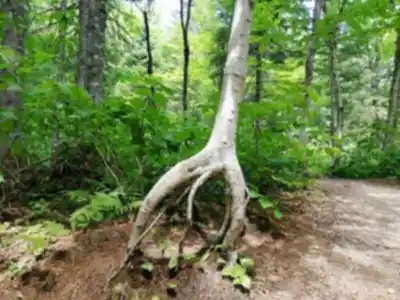 Paysage de Parc National De La Jacques-cartier - randonnée pédestre