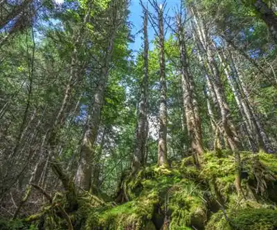 Découvrir Parc National De La Jacques-cartier en Région de Québec