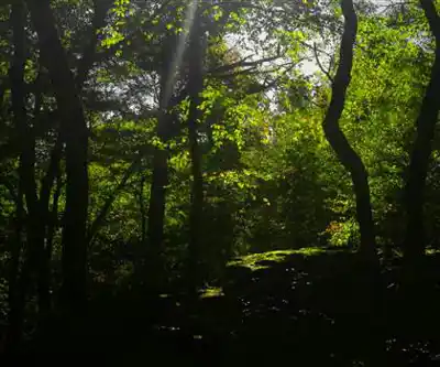 Beartown Mountain hiking trail - natural landscape