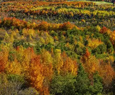 Murphy's Pinnacle Lookout hiking trail - natural landscape