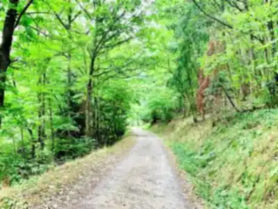 Découvrir Forêt Départementale de la Cantinière en Rhône