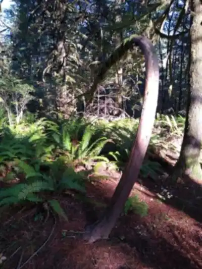 Maplehurst Trails hike - nature and outdoors