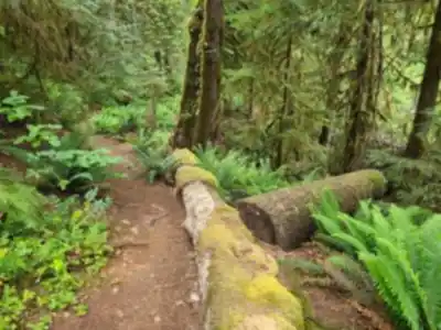 Maplehurst Trails hiking trail - natural landscape