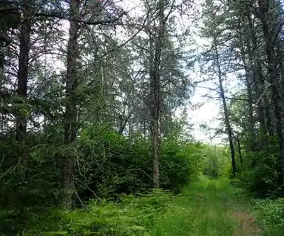 Sentier de randonnée Brereton Lake Campground - paysage naturel