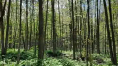 Hiking view of Bois De La Source