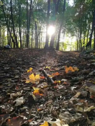 Bois De La Source scenery - hiking