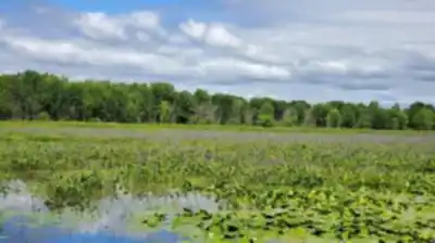 Parc National De Plaisance hike - nature and outdoors