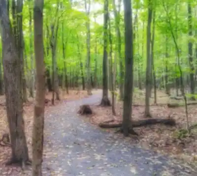 Boisé Marconi hiking trail - natural landscape