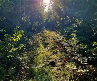 Explore Les Sentiers Écologiques De Saint-hippolyte trail