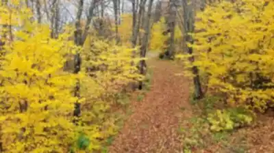 Discover Sentier Fleuriault in Bas-Saint-Laurent
