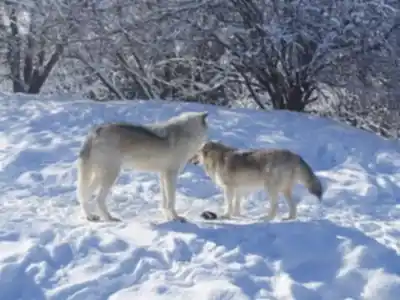 Découvrir Zoo Ecomuseum en Montréal