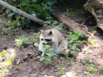 Randonnée Zoo Ecomuseum - nature et plein air