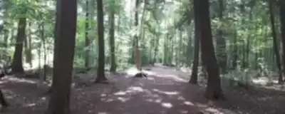 Vue en randonnée de Réserve Naturelle Du Boisé-du-Séminaire