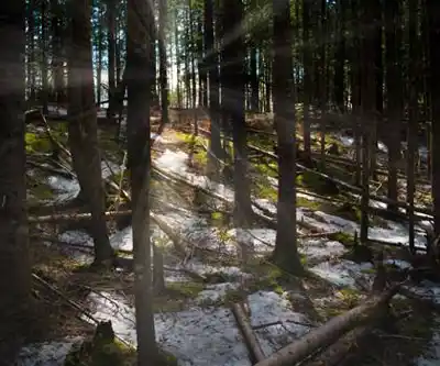 On the trails of Irishtown Nature Park