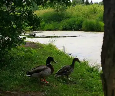 Hiking to Parc Bernard-Landry - Parc des Prairies - trail photo