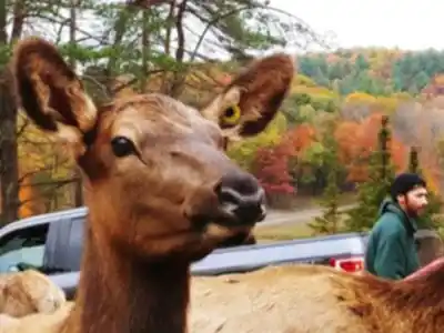 Découvrir Parc Omega en Outaouais