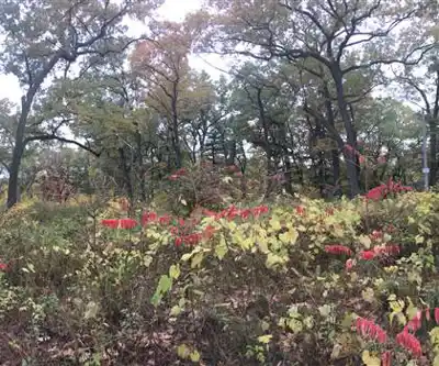 High Park hiking trail - natural landscape