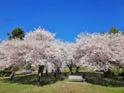 Queen Elizabeth Park scenery - hiking