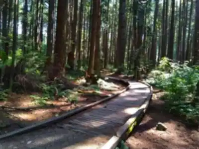 Sentier de randonnée Pacific Spirit Regional Park - paysage naturel