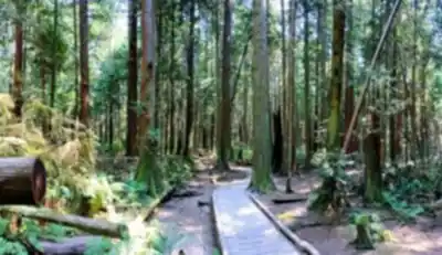 Vue en randonnée de Pacific Spirit Regional Park