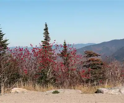 Sentier de randonnée Mt Adams - paysage naturel