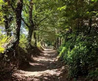 The Sylvan trail hiking trail - natural landscape