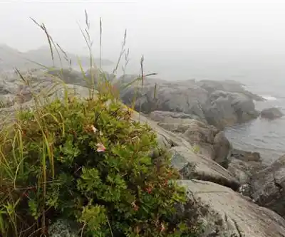 Roosevelt Campobello International Park hiking trail - natural landscape