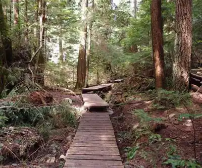 Lynn Valley Trails hiking trail - natural landscape
