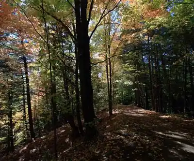 Sentier de randonnée Cold Creek Conservation Area - paysage naturel
