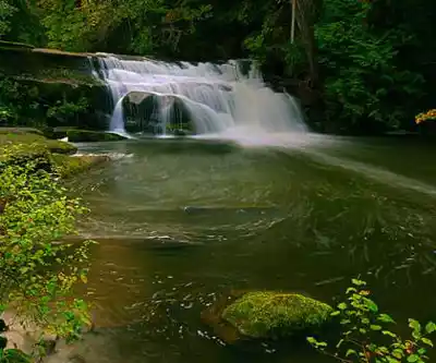 Bowen Park hiking trail - natural landscape
