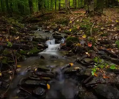 Roy H Park Preserve - North (Short) Trail hiking trail - natural landscape