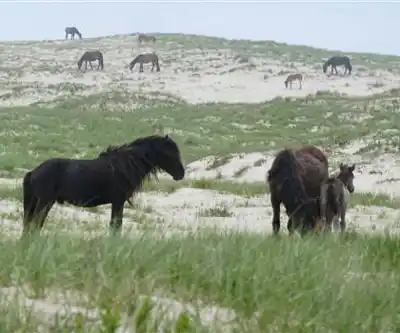 Sentier de randonnée Sable Island National Park Reserve - paysage naturel