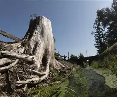 Aldergrove Regional Park hiking trail - natural landscape