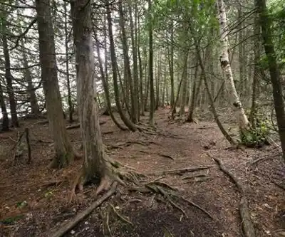 Explore Cyprus Lake Campground trail