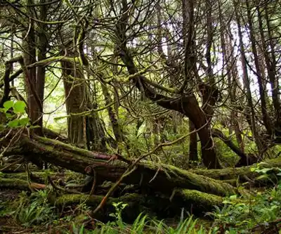 Nootka Island hiking trail - natural landscape
