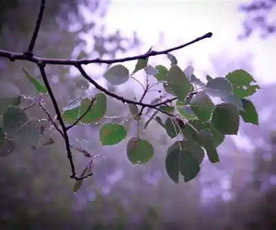 Mount Nemo Conservation Area (Reservations Required) hiking trail - natural landscape