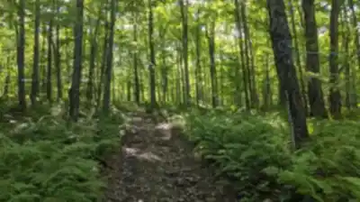 Discover Sentier des Trotteurs in Centre-du-Québec