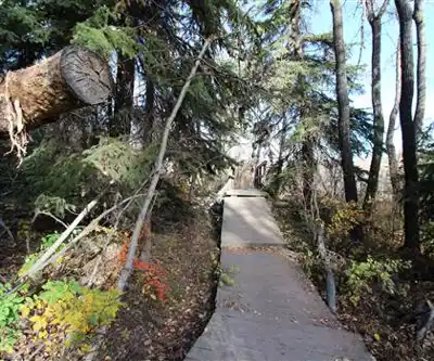Sentier de randonnée Giant Douglas Fir Trail - paysage naturel