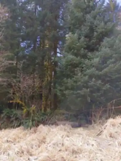 Discover Sandbar Trail in Vancouver Island