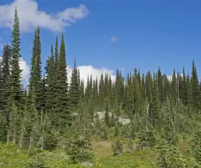 Mount Revelstoke National Park hiking trail - natural landscape