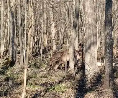 Randonnée vers Parc Michel-Chartrand - photo de sentier