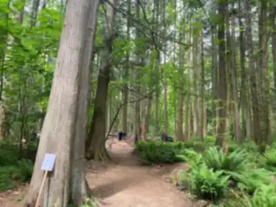 Sentier de randonnée Redwood Park Fairy Forest - paysage naturel