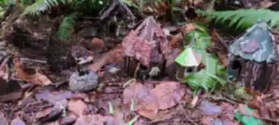 Explorer le sentier Redwood Park Fairy Forest